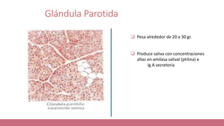 Glándula Parotida
 Pesa alrededor de 20 a 30 gr.
 Produce saliva con concentraciones
altas en amilasa salival (ptilina) e
Ig A secretoria
 