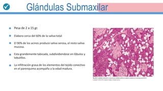 Glándulas Submaxilar
Pesa de 2 a 15 gr.
Elabora cerca del 60% de la saliva total
El 90% de los acinos produce saliva serosa, el resto saliva
mucosa.
Esta grandemente tabicada, subdividiendose en lóbulos y
lobulillos.
La infiltración grasa de los elementos del tejido conectivo
en el parenquima acompaña a la edad madura.
 