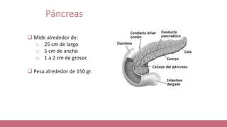 Páncreas
 Mide alrededor de:
o 25 cm de largo
o 5 cm de ancho
o 1 a 2 cm de grosor.
 Pesa alrededor de 150 gr.
 
