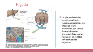 Hígado
 Las placas de células
hepaticas delinean
espacios vasculares entre
ellas que están
recubiertos por células
de revestimiento
sinusoidal; los espacios
vasculares se conocen
como sinusoides
hepáticos
 