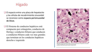 Hígado
 El espacio entre una placa de hepatocito
y las células de recubrimiento sinusoidal
se reconoce como espacio perisinusoidal
de Disse.
 El Sistema de conductos hepáticos está
compuesto por colangiolos, conductos de
Hering y conductos biliares que conducen
a conductos biliares cada vez mas grandes
que terminan en los conductos hepáticos
derecho e izquierdo
 