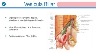 Vesícula Biliar
Órgano pequeño en forma de pera,
situado en la superficie inferior del hígado.
Mide: 10 cm de largo x 4cm de sentido
transversal.
Puede guardar unos 70 ml de bilis.
 