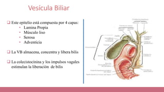 Vesícula Biliar
 Este epitelio está compuesta por 4 capas:
• Lamina Propia
• Músculo liso
• Serosa
• Adventicia
 La VB almacena, concentra y libera bilis
 La colecistocinina y los impulsos vagales
estimulan la liberación de bilis
 