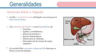 Generalidades
La bilis = secresión exocrina del higado, necesaria para la
absorción de lípidos.
Fxn endocrinas del higado = se da el metabolismo de:
o Proteinas,
o Lipidos y carbohidratos;
o Síntesis de proteínas y
o factores hematologicos,
o Elaboración de vitaminas,
o Destoxificación de toxinas de origen
sanguíneo.
La vesícula biliar concentra y almacena bilis hasta que se
libera a la luz del duodeno.
.
.
.
Vesicula biliar e Hígado
 