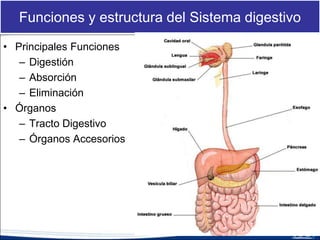 Funciones y estructura del Sistema digestivo
• Principales Funciones
– Digestión
– Absorción
– Eliminación
• Órganos
– Tracto Digestivo
– Órganos Accesorios
 