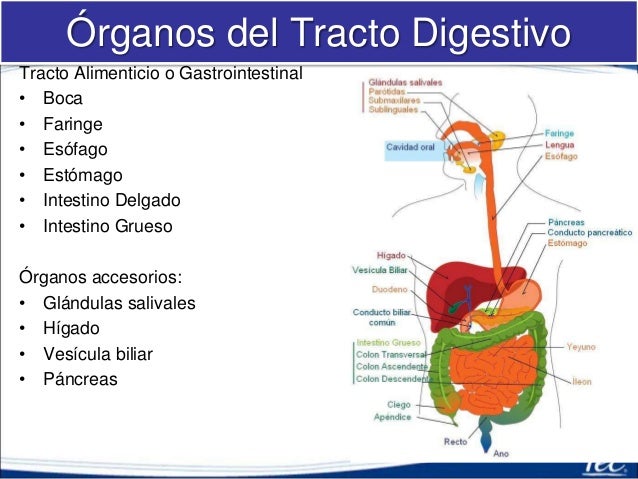 Sistema Digestivo