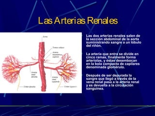 Digestivo y excretor | PPT
