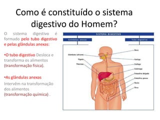 Como é constituído o sistema digestivo do Homem? O sistema digestivo é formado pelo tubo digestivo e pelas glândulas anexas: ,[object Object]