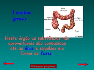Intestino grosso Neste órgão as substâncias não aproveitáveis são conduzidas até ao  ânus  e expulsas em forma de  fezes . Voltar para perguntas 