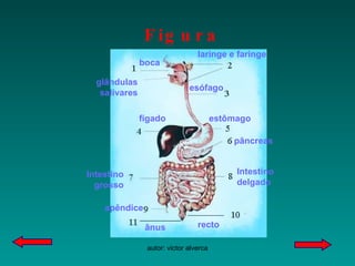 Figura legendada boca laringe e faringe esófago fígado estômago pâncreas Intestino grosso Intestino delgado apêndice ânus recto glândulas salivares 
