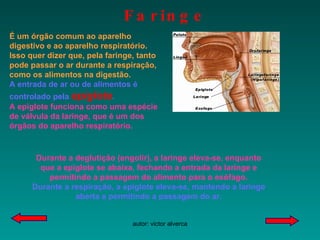 Durante a deglutição (engolir), a laringe eleva-se, enquanto que a epiglote se abaixa, fechando a entrada da laringe e permitindo a passagem do alimento para o esófago. Durante a respiração, a epiglote eleva-se, mantendo a laringe aberta e permitindo a passagem do ar. Faringe É um órgão comum ao aparelho digestivo e ao aparelho respiratório. Isso quer dizer que, pela faringe, tanto pode passar o ar durante a respiração, como os alimentos na digestão. A entrada de ar ou de alimentos é controlado pela  epiglote .   A epiglote funciona como uma espécie de válvula da laringe, que é um dos órgãos do aparelho respiratório. 