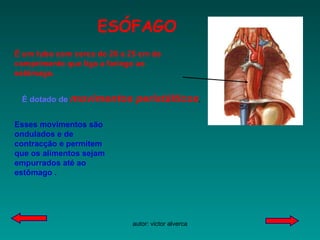 ESÓFAGO É um tubo com cerca de 20 a 25 cm de comprimento que liga a faringe ao estômago.  É dotado de  movimentos peristálticos . Esses movimentos são ondulados e de contracção e permitem que os alimentos sejam empurrados até ao estômago . 