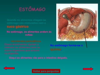 ESTÔMAGO Quando os alimentos chegam ao estômago são misturados com o  suco gástrico . No estômago, os alimentos andam às voltas: No estômago forma-se o  quimo .   Daqui os alimentos vão para o intestino delgado. movimentos peristálticos Voltar para perguntas Esses movimentos ajudam a misturar os alimentos com os sucos digestivos que actuam na digestão. 
