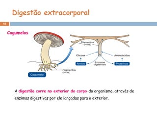 Digestão extracorporal
10


     Cogumelos




        A digestão corre no exterior do corpo do organismo, através de
        enzimas digestivas por ele lançadas para o exterior.
 