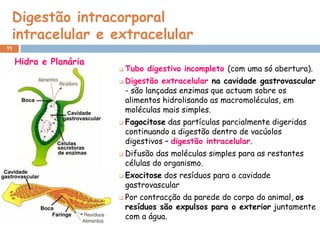 Digestão intracorporal
 intracelular e extracelular
11

     Hidra e Planária
                           Tubo digestivo incompleto (com uma só abertura).
                           Digestão extracelular na cavidade gastrovascular
                            - são lançadas enzimas que actuam sobre os
                            alimentos hidrolisando as macromoléculas, em
                            moléculas mais simples.
                           Fagocitose das partículas parcialmente digeridas
                            continuando a digestão dentro de vacúolos
                            digestivos – digestão intracelular.
                           Difusão das moléculas simples para as restantes
                            células do organismo.
                           Exocitose dos resíduos para a cavidade
                            gastrovascular
                           Por contracção da parede do corpo do animal, os
                            resíduos são expulsos para o exterior juntamente
                            com a água.
 