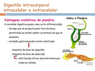 Digestão intracorporal
 intracelular e extracelular
12

                                                            Hidra e Planária
     Vantagens evolutivas da planária
     A cavidade digestiva possui uma certa diferenciação:
       - faringe que se projecta para fora da boca,
         permitindo ao animal captar os animais de que se
         alimenta;
       - cavidade gastrovascular muito ramificada


          . Aumento da área de digestão
          . Aumento da área de absorção
                 distribuição eficaz dos nutrientes por
                 todas as células.
 