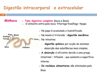 Digestão intracorporal e extracelular
13


     Minhoca      Tubo digestivo completo (boca e ânus).
                  O alimento entra pela boca faringeesófago papo

                                 No papo é acumulado e humidificado.
                                 Na moela é triturado - digestão mecânica
                                 No intestino:
                                     digestão química por acção de enzimas;
                                     absorção das substâncias mais simples.
                                 A absorção é eficiente devido a uma prega
                                  intestinal – tiflosole - que aumenta a superfície
                                  interna.
                                 Os resíduos alimentares são eliminados pelo
                                  ânus.
 
