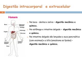 Digestão intracorporal e extracelular
14


     Homem
                 Na boca - dentes e saliva – digestão mecânica e
                  química.
                 No estômago e intestino delgado - digestão mecânica
                  e química.
                 No intestino delgado são lançados o suco pancreático
                  (com enzimas) e a bílis (emulsiona os lípidos) –
                  digestão mecânica e química.
 