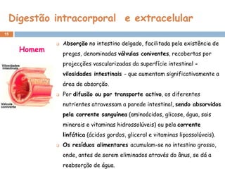 Digestão intracorporal e extracelular
15

                Absorção no intestino delgado, facilitada pela existência de
     Homem       pregas, denominadas válvulas coniventes, recobertas por
                 projecções vascularizadas da superfície intestinal -
                 vilosidades intestinais - que aumentam significativamente a
                 área de absorção.
                Por difusão ou por transporte activo, os diferentes
                 nutrientes atravessam a parede intestinal, sendo absorvidos
                 pela corrente sanguínea (aminoácidos, glicose, água, sais
                 minerais e vitaminas hidrossolúveis) ou pela corrente
                 linfática (ácidos gordos, glicerol e vitaminas lipossolúveis).
                Os resíduos alimentares acumulam-se no intestino grosso,
                 onde, antes de serem eliminados através do ânus, se dá a
                 reabsorção de água.
 