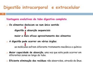 Digestão intracorporal e extracelular
16


     Vantagens evolutivas do tubo digestivo completo

        Os alimentos deslocam-se num único sentido

             digestão e absorção sequenciais

             maior e mais eficaz aproveitamento dos alimentos

        A digestão pode ocorrer em vários órgãos

             as moléculas sofrem diferente tratamento mecânico e químico

        Maior capacidade de absorção, uma vez que esta pode ocorrer em
         diferentes zonas ao longo do tubo.

        Eficiente eliminação dos resíduos não absorvidos, através do ânus.
 