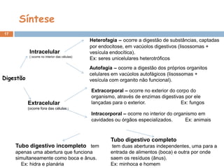Síntese
17
                                                Heterofagia – ocorre a digestão de substâncias, captadas
                                                por endocitose, em vacúolos digestivos (lisossomas +
            Intracelular                        vesícula endocítica).
            ( ocorre no interior das células)
                                                Ex: seres unicelulares heterotróficos
                                                Autofagia – ocorre a digestão dos próprios organitos
                                                celulares em vacúolos autofágicos (lisossomas +
Digestão                                        vesícula com organito não funcional).

                                                Extracorporal – ocorre no exterior do corpo do
                                                organismo, através de enzimas digestivas por ele
           Extracelular                         lançadas para o exterior.               Ex: fungos
           (ocorre fora das células )
                                                Intracorporal – ocorre no interior do organismo em
                                                cavidades ou órgãos especializados.        Ex: animais



                                                         Tubo digestivo completo
     Tubo digestivo incompleto tem                        tem duas aberturas independentes, uma para a
     apenas uma abertura que funciona                    entrada de alimentos (boca) e outra por onde
     simultaneamente como boca e ânus.                   saem os resíduos (ânus).
       Ex: hidra e planária                              Ex: minhoca e homem
 