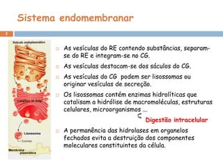 Sistema endomembranar
3



             As vesículas do RE contendo substâncias, separam-
              se do RE e integram-se no CG.
             As vesículas destacam-se dos sáculos do CG.
             As vesículas do CG podem ser lisossomas ou
              originar vesículas de secreção.
             Os lisossomas contém enzimas hidrolíticas que
              catalisam a hidrólise de macromoléculas, estruturas
              celulares, microorganismos ...
                                          Digestão intracelular
             A permanência das hidrolases em organelos
              fechados evita a destruição dos componentes
              moleculares constituintes da célula.
 