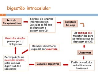 Digestão intracelular
5

                         Síntese de enzimas
   Reticulo
                         incorporadas em            Complexo
Endoplasmático
                         vesículas do RE que        de Golgi
                         se destacam e
                         passam para CG
                                                           As enzimas são
                                                         transferidas para
    Moléculas simples                                    as vesículas que se
     passam para o                                        destacam do C.G.
      hialoplasma
                           Resíduos alimentares
                          expulsos por exocitose
                                                               Lisossomas
    Decomposição em
    moléculas simples,
    pelas enzimas                                       Fusão de vesículas
                              Vacúolos digestivos
    digestivas dos                                       endocíticas com
    lisossomas                                              lisossomas
 