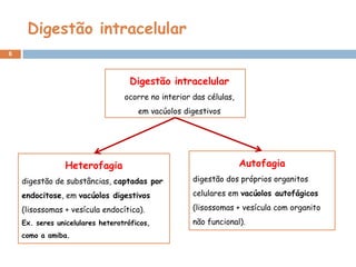 Digestão intracelular
6



                                   Digestão intracelular
                                  ocorre no interior das células,
                                      em vacúolos digestivos




                Heterofagia                                         Autofagia
    digestão de substâncias, captadas por            digestão dos próprios organitos

    endocitose, em vacúolos digestivos               celulares em vacúolos autofágicos

    (lisossomas + vesícula endocítica).              (lisossomas + vesícula com organito
    Ex. seres unicelulares heterotróficos,           não funcional).
    como a amiba.
 