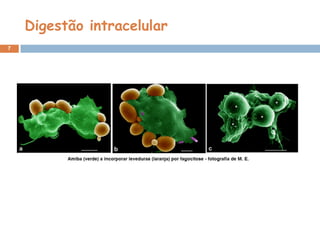 Digestão intracelular
7
 