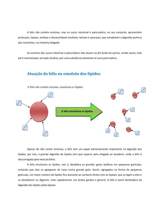 A bilís não contém enzimas, mas os sucos intestinal e pancreático, no seu conjunto, apresentam
proteases, lipases, amilase e dissacaridases (maltase, lactase e sacarase), que completam a digestão química
dos nutrientes, no intestino delgado.

As enzimas dos sucos intestinal e pancreático não atuam no pH ácido do quimo, sendo assim, este
pH é neutralizado, tornado alcalino, por uma substância existente no suco pancreático.

Atuação da bílis na emulsão dos lípidos
A bílis não contém enzimas, emulsiona os lípidos.
E

E
E

E

E

A bílis emulsiona os lípidos
E

E
E
E

E

E

Apesar de não conter enzimas, a bílis tem um papel extremamente importante na digestão dos
lípidos, por isso, a grande digestão de lípidos tem que esperar pela chegada ao duodeno, onde a bílis é
descarregada pela vesícula biliar.
A bílis emulsiona os lípidos, isto é, desdobra as grandes gotas lipídicas em pequenas gotículas,
evitando que elas se agreguem de novo numa grande gota. Assim, agregados na forma de pequenas
gotículas, um maior número de lípidos fica acessível ao contacto direto com as lipases, que se ligam a eles e
os desdobram ou digerem, mais rapidamente, em ácidos gordos e glicerol. A bílis é assim facilitadora da
digestão dos lípidos pelas lipases.

 
