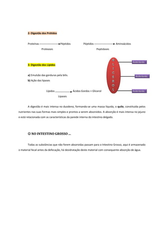 2- Digestão dos Prótidos

Proteínas

Péptidos
Proteases

Péptidos

Aminoácidos
Peptidases

3- Digestão dos Lípidos

a) Emulsão das gorduras pela bilis.
b) Ação das lipases

Lípidos

Ácidos Gordos + Glicerol
Lipases

A digestão é mais intensa no duodeno, formando-se uma massa líquida, o quilo, constituída pelos
nutrientes nas suas formas mais simples e prontos a serem absorvidos. A absorção é mais intensa no jejuno
e está relacionada com as características da parede interna do intestino delgado.

☺ NO INTESTINO GROSSO ...
Todas as substâncias que não forem absorvidas passam para o Intestino Grosso, aqui é armazenado
o material fecal antes da defecação, há desidratação deste material com consequente absorção de água.

 