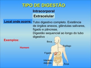 TIPO DE DIGESTÃOTIPO DE DIGESTÃO
Extracelular
Intracorporal
Exemplos:
Homem
Local onde ocorre: Tubo digestivo completo. Existência
de órgãos anexos, glândulas salivares,
fígado e pâncreas.
Digestão sequencial ao longo do tubo
digestivo
Boca
Fígado
Intestino
delgado Ânus
Esófago
 