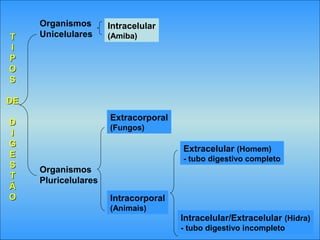 TT
II
PP
OO
SS
DEDE
DD
II
GG
EE
SS
TT
ÃÃ
OO
Organismos
Unicelulares
Organismos
Pluricelulares
Extracorporal
(Fungos)
Intracorporal
(Animais)
Intracelular
(Amiba)
Extracelular (Homem)
- tubo digestivo completo
Intracelular/Extracelular (Hidra)
- tubo digestivo incompleto
 