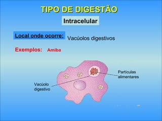 TIPO DE DIGESTÃOTIPO DE DIGESTÃO
Intracelular
Exemplos: Amiba
Local onde ocorre: Vacúolos digestivos
Vacúolo
digestivo
Partículas
alimentares
 