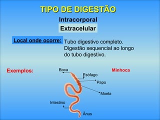 TIPO DE DIGESTÃOTIPO DE DIGESTÃO
Extracelular
Intracorporal
Local onde ocorre: Tubo digestivo completo.
Digestão sequencial ao longo
do tubo digestivo.
Exemplos: MinhocaBoca
Intestino
Ânus
Esófago
Papo
Moela
 