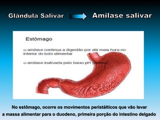 No estômago, ocorre os movimentos peristálticos que vão levar
a massa alimentar para o duodeno, primeira porção do intestino delgado
 