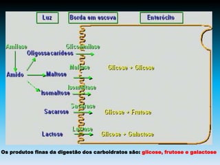 Os produtos finas da digestão dos carboidratos são: glicose, frutose e galactose
 