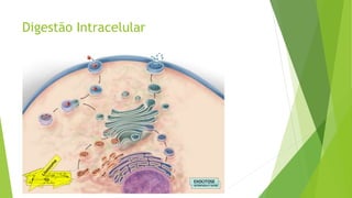 Digestão Intracelular
 