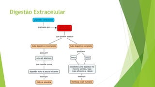 Digestão Extracelular
 