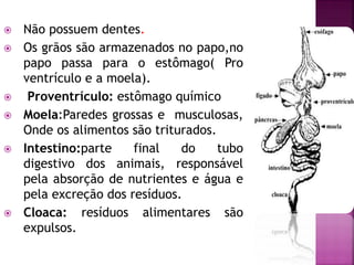  Não possuem dentes.
 Os grãos são armazenados no papo,no
papo passa para o estômago( Pro
ventrículo e a moela).
 Proventrículo: estômago químico
 Moela:Paredes grossas e musculosas,
Onde os alimentos são triturados.
 Intestino:parte final do tubo
digestivo dos animais, responsável
pela absorção de nutrientes e água e
pela excreção dos resíduos.
 Cloaca: resíduos alimentares são
expulsos.
 