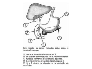 EXERCÍCIOS SISTEMA DIGESTÓRIO