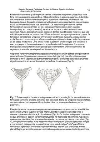 Aspectos Gerais da Fisiologia e Estrutura do Sistema Digestivo dos Peixes
Relacionados à Piscicultura
15
Existem basicamente quatro tipos de dentes presentes nos peixes, possuindo uma
forte correlação entre a dentição, o hábito alimentar e o alimento ingerido. A dentição
dos Teleósteos é normalmente composta por dentes maxilares, localizados nas
bordas da boca e do palato, mais desenvolvidos em peixes carnívoros e ausentes ou
muito pouco desenvolvidos nos herbívoros. Os herbívoros possuem os dentes
faríngeos bem desenvolvidos (p. ex.: carpa capim) associados com os arcos
branquiais (p. ex.: carpa prateada), localizados na parte posterior da cavidade
opercular. Alguns peixes herbívoros possuem dentes mandibulares incisivos, que são
utilizados para cortar as plantas macrófitas, entretanto a carpa capim não os possui. O
tambaqui, considerado um peixe onívoro com tendência a frugivoria, possui dentes
molariformes com as margens afiadas usados para triturar frutos e castanhas, mesmo
as de casca muito dura. Uma ampla fenda bucal com uma dentição oral funcional e
com um pequeno desenvolvimento do aparelho dentário faringiano e dos rastros
branquiais são características de peixes que se alimentam, preferencialmente, de
organismos animais, sendo geralmente carnívoros.
Os peixes herbívoros/fitoplanctófagos geralmente apresentam dentes faringianos bem
desenvolvidos (dispostos em placas ou ossos faringianos), que são utilizados para
esmagar e moer vegetais ou outros materiais rígidos, facilitando a ação das enzimas
digestivas devido ao aumento da área superficial do alimento (Fig. 2).
Fig. 2.Três exemplos de ossos faringianos mostrando a variação da forma dos dentes
faríngeos conforme o hábito alimentar dos peixes (à direita de um peixe fitoplanctófago,
ao centro de um peixe que se alimenta de moluscos e à esquerda de um peixe
piscívoro).
Freqüentemente, os peixes que possuem esses dentes, como as carpas e as tilápias,
apresentam um par superior e outro inferior, sendo esses pressionados entre si
durante o processo de trituração do alimento (Fig. 3). Os dentes faringianos, por causa
da sua orientação, podem ser também atuantes na deglutição do alimento. Os peixes
apresentam modificações nos arcos branquiais, os chamados rastros branquiais (Fig.
4), que geralmente estão mais desenvolvidos nas espécies planctófagas (mais longas
e numerosas), pois permite a essas formar uma estrutura tipo "rede" para filtrar e
concentrar o plâncton presente na água bombeada através das brânquias. Peixes
planctófagos geralmente possuem rastros branquiais numerosos e bastante próximos
 