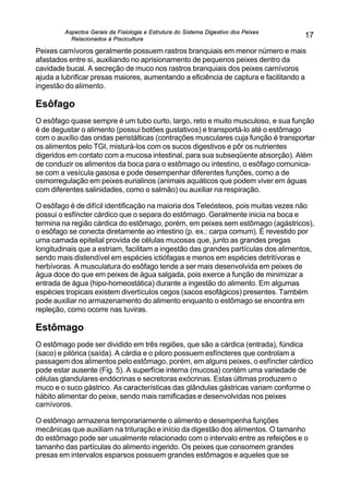 Aspectos Gerais da Fisiologia e Estrutura do Sistema Digestivo dos Peixes
Relacionados à Piscicultura
17
Peixes carnívoros geralmente possuem rastros branquiais em menor número e mais
afastados entre si, auxiliando no aprisionamento de pequenos peixes dentro da
cavidade bucal. A secreção de muco nos rastros branquiais dos peixes carnívoros
ajuda a lubrificar presas maiores, aumentando a eficiência de captura e facilitando a
ingestão do alimento.
Esôfago
O esôfago quase sempre é um tubo curto, largo, reto e muito musculoso, e sua função
é de degustar o alimento (possui botões gustativos) e transportá-lo até o estômago
com o auxílio das ondas peristálticas (contrações musculares cuja função é transportar
os alimentos pelo TGI, misturá-los com os sucos digestivos e pôr os nutrientes
digeridos em contato com a mucosa intestinal, para sua subseqüente absorção). Além
de conduzir os alimentos da boca para o estômago ou intestino, o esôfago comunica-
se com a vesícula gasosa e pode desempenhar diferentes funções, como a de
osmorregulação em peixes eurialinos (animais aquáticos que podem viver em águas
com diferentes salinidades, como o salmão) ou auxiliar na respiração.
O esôfago é de difícil identificação na maioria dos Teleósteos, pois muitas vezes não
possui o esfíncter cárdico que o separa do estômago. Geralmente inicia na boca e
termina na região cárdica do estômago, porém, em peixes sem estômago (agástricos),
o esôfago se conecta diretamente ao intestino (p. ex.: carpa comum). É revestido por
uma camada epitelial provida de células mucosas que, junto as grandes pregas
longitudinais que a estriam, facilitam a ingestão das grandes partículas dos alimentos,
sendo mais distendível em espécies ictiófagas e menos em espécies detritívoras e
herbívoras. A musculatura do esôfago tende a ser mais desenvolvida em peixes de
água doce do que em peixes de água salgada, pois exerce a função de minimizar a
entrada de água (hipo-homeostática) durante a ingestão do alimento. Em algumas
espécies tropicais existem divertículos cegos (sacos esofágicos) presentes. Também
pode auxiliar no armazenamento do alimento enquanto o estômago se encontra em
repleção, como ocorre nas tuviras.
Estômago
O estômago pode ser dividido em três regiões, que são a cárdica (entrada), fúndica
(saco) e pilórica (saída). A cárdia e o piloro possuem esfíncteres que controlam a
passagem dos alimentos pelo estômago, porém, em alguns peixes, o esfíncter cárdico
pode estar ausente (Fig. 5). A superfície interna (mucosa) contém uma variedade de
células glandulares endócrinas e secretoras exócrinas. Estas últimas produzem o
muco e o suco gástrico. As características das glândulas gástricas variam conforme o
hábito alimentar do peixe, sendo mais ramificadas e desenvolvidas nos peixes
carnívoros.
O estômago armazena temporariamente o alimento e desempenha funções
mecânicas que auxiliam na trituração e início da digestão dos alimentos. O tamanho
do estômago pode ser usualmente relacionado com o intervalo entre as refeições e o
tamanho das partículas do alimento ingerido. Os peixes que consomem grandes
presas em intervalos esparsos possuem grandes estômagos e aqueles que se
 