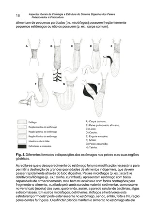 Aspectos Gerais da Fisiologia e Estrutura do Sistema Digestivo dos Peixes
Relacionados à Piscicultura
18
alimentam de pequenas partículas (i.e. micrófagos) possuem freqüentemente
pequenos estômagos ou não os possuem (p. ex.: carpa comum).
Fig. 5.Diferentes formatos e disposições dos estômagos nos peixes e as suas regiões
gástricas.
Acredita-se que o desaparecimento do estômago foi uma modificação necessária para
permitir a destruição de grandes quantidades de alimentos indigeríveis, que devem
passar rapidamente através do tubo digestivo. Peixes micrófagos (p. ex.: acará) e
detritívoros/iliófagos (p. ex.: tainha, curimbatá), apresentam estômago com baixa
capacidade de armazenamento, mas bem musculoso e com fortes contrações para
fragmentar o alimento, auxiliado pela areia ou outro material sedimentar, como ocorre
no ventrículo (moela) das aves, quebrando, assim, a parede celular de bactérias, algas
e diatomáceas. Em outros micrófagos, detritívoros, iliófagos e herbívoros esta
estrutura tipo "moela" pode estar ausente no estômago, sendo, então, feita a trituração
pelos dentes faríngeos. O esfíncter pilórico mantém o alimento no estômago até ele
A) Carpa comum;
B) Peixe pulmonado africano;
C) Lúcio;
D) Cacho;
E) Enguia européia;
F) Arraia;
G) Peixe escorpião;
H) Tainha.
Esôfago
Região cárdica do estômago
Região pilórica do estômago
Região fúndica do estômago
Intestino e ducto biliar
Esfíncteres e músculos
A
F
B C D
G H
E
 
