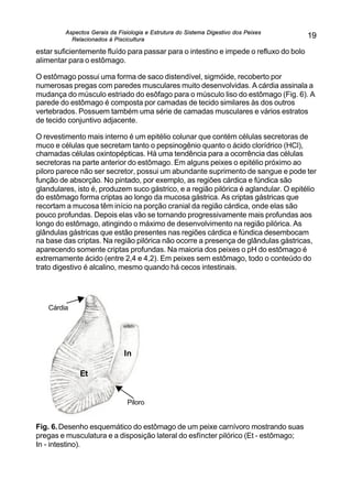 Aspectos Gerais da Fisiologia e Estrutura do Sistema Digestivo dos Peixes
Relacionados à Piscicultura
19
estar suficientemente fluído para passar para o intestino e impede o refluxo do bolo
alimentar para o estômago.
O estômago possui uma forma de saco distendível, sigmóide, recoberto por
numerosas pregas com paredes musculares muito desenvolvidas. A cárdia assinala a
mudança do músculo estriado do esôfago para o músculo liso do estômago (Fig. 6). A
parede do estômago é composta por camadas de tecido similares às dos outros
vertebrados. Possuem também uma série de camadas musculares e vários estratos
de tecido conjuntivo adjacente.
O revestimento mais interno é um epitélio colunar que contém células secretoras de
muco e células que secretam tanto o pepsinogênio quanto o ácido clorídrico (HCl),
chamadas células oxintopépticas. Há uma tendência para a ocorrência das células
secretoras na parte anterior do estômago. Em alguns peixes o epitélio próximo ao
piloro parece não ser secretor, possui um abundante suprimento de sangue e pode ter
função de absorção. No pintado, por exemplo, as regiões cárdica e fúndica são
glandulares, isto é, produzem suco gástrico, e a região pilórica é aglandular. O epitélio
do estômago forma criptas ao longo da mucosa gástrica. As criptas gástricas que
recortam a mucosa têm início na porção cranial da região cárdica, onde elas são
pouco profundas. Depois elas vão se tornando progressivamente mais profundas aos
longo do estômago, atingindo o máximo de desenvolvimento na região pilórica. As
glândulas gástricas que estão presentes nas regiões cárdica e fúndica desembocam
na base das criptas. Na região pilórica não ocorre a presença de glândulas gástricas,
aparecendo somente criptas profundas. Na maioria dos peixes o pH do estômago é
extremamente ácido (entre 2,4 e 4,2). Em peixes sem estômago, todo o conteúdo do
trato digestivo é alcalino, mesmo quando há cecos intestinais.
Fig. 6.Desenho esquemático do estômago de um peixe carnívoro mostrando suas
pregas e musculatura e a disposição lateral do esfíncter pilórico (Et - estômago;
In - intestino).
Piloro
Cárdia
Et
In
 