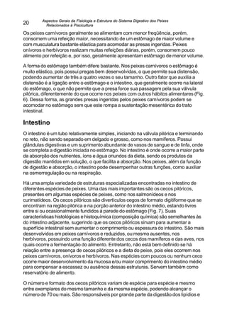 Aspectos Gerais da Fisiologia e Estrutura do Sistema Digestivo dos Peixes
Relacionados à Piscicultura
20
Os peixes carnívoros geralmente se alimentam com menor freqüência, porém,
consomem uma refeição maior, necessitando de um estômago de maior volume e
com musculatura bastante elástica para acomodar as presas ingeridas. Peixes
onívoros e herbívoros realizam muitas refeições diárias, porém, consomem pouco
alimento por refeição e, por isso, geralmente apresentam estômago de menor volume.
A forma do estômago também difere bastante. Nos peixes carnívoros o estômago é
muito elástico, pois possui pregas bem desenvolvidas, o que permite sua distensão,
podendo aumentar de três a quatro vezes o seu tamanho. Outro fator que auxilia a
distensão é a ligação entre o estômago e o intestino, que geralmente ocorre na lateral
do estômago, o que não permite que a presa force sua passagem pela sua válvula
pilórica, diferentemente do que ocorre nos peixes com outros hábitos alimentares (Fig.
6). Dessa forma, as grandes presas ingeridas pelos peixes carnívoros podem se
acomodar no estômago sem que este rompa a sustentação mesentérica do trato
intestinal.
Intestino
O intestino é um tubo relativamente simples, iniciando na válvula pilórica e terminando
no reto, não sendo separado em delgado e grosso, como nos mamíferos. Possui
glândulas digestivas e um suprimento abundante de vasos de sangue e de linfa, onde
se completa a digestão iniciada no estômago. No intestino é onde ocorre a maior parte
da absorção dos nutrientes, íons e água oriundos da dieta, sendo os produtos da
digestão mantidos em solução, o que facilita a absorção. Nos peixes, além da função
de digestão e absorção, o intestino pode desempenhar outras funções, como auxiliar
na osmorregulação ou na respiração.
Há uma ampla variedade de estruturas especializadas encontradas no intestino de
diferentes espécies de peixes. Uma das mais importantes são os cecos pilóricos,
presentes em algumas espécies de peixes, como nos salmonídeos e nos
curimatídeos. Os cecos pilóricos são divertículos cegos de formato digitiforme que se
encontram na região pilórica e na porção anterior do intestino médio, estando livres
entre si ou ocasionalmente fundidos à parede do estômago (Fig. 7). Suas
características histológicas e histoquímica (composição química) são semelhantes às
do intestino adjacente, sugerindo que os cecos pilóricos sirvam para aumentar a
superfície intestinal sem aumentar o comprimento ou espessura do intestino. São mais
desenvolvidos em peixes carnívoros e reduzidos, ou mesmo ausentes, nos
herbívoros, possuindo uma função diferente dos cecos dos mamíferos e das aves, nos
quais ocorre a fermentação do alimento. Entretanto, não está bem definido se há
relação entre a presença de cecos pilóricos e a dieta do peixe, pois eles ocorrem nos
peixes carnívoros, onívoros e herbívoros. Nas espécies com poucos ou nenhum ceco
ocorre maior desenvolvimento da mucosa e/ou maior comprimento do intestino médio
para compensar a escassez ou ausência dessas estruturas. Servem também como
reservatório de alimento.
O número e formato dos cecos pilóricos variam de espécie para espécie e mesmo
entre exemplares do mesmo tamanho e da mesma espécie, podendo alcançar o
número de 70 ou mais. São responsáveis por grande parte da digestão dos lipídios e
 