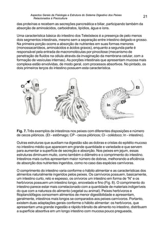 Aspectos Gerais da Fisiologia e Estrutura do Sistema Digestivo dos Peixes
Relacionados à Piscicultura
21
das proteínas e recebem as secreções pancreática e biliar, participando também da
absorção de aminoácidos, carboidratos, lipídios, água e íons.
Uma característica básica do intestino dos Teleósteos é a presença de pelo menos
dois segmentos intestinais, mesmo sem a separação entre intestino delgado e grosso.
Na primeira porção ocorre a absorção de nutrientes em suas formas menores
(monossacarídeos, aminoácidos e ácidos graxos), enquanto a segunda parte é
responsável pela entrada de macromoléculas por pinocitose (mecanismo de
penetração de fluidos na célula através da invaginação da membrana celular, com a
formação de vesículas internas). As porções intestinais que apresentam mucosa mais
complexa estão envolvidas, de modo geral, com processos absortivos. No pintado, os
dois primeiros terços do intestino possuem esta característica.
Fig. 7.Três exemplos de intestinos nos peixes com diferentes disposições e número
de cecos pilóricos. (Et - estômago; CP - cecos pilóricos; Cl - colédoco; In - intestino).
Outras estruturas que auxiliam na digestão são as dobras e cristas do epitélio mucoso
no intestino médio que aparecem em grande quantidade e variedade e que servem
para aumentar a superfície de secreção e absorção. Nos peixes em jejum, essas
estruturas diminuem muito, como também o diâmetro e o comprimento do intestino.
Intestinos mais curtos apresentam maior número de dobras, melhorando a eficiência
de absorção dos nutrientes ingeridos, como no caso das espécies carnívoras.
O comprimento do intestino varia conforme o hábito alimentar e as características dos
alimentos naturalmente ingeridos pelos peixes. Os carnívoros possuem, basicamente,
um intestino curto, reto e espesso, os onívoros um intestino em forma de “N” e os
herbívoros possuem um intestino longo, enovelado e fino (Fig. 8). O comprimento do
intestino parece estar mais correlacionado com a quantidade de materiais indigeríveis
do que com a natureza do alimento (vegetal ou animal). Peixes herbívoros e
fitoplanctófagos consomem alimentos de menor digestibilidade e apresentam,
geralmente, intestinos mais longos se comparados aos peixes carnívoros. Portanto,
existem duas adaptações gerais conforme o hábito alimentar: os herbívoros, que
apresentam uma grande ingestão e rápido trânsito de alimento no intestino, distribuem
a superfície absortiva em um longo intestino com mucosa pouco pregueada,
CP
Et
In
CP
In
CP
In
EtCl Et
 