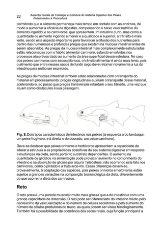 Aspectos Gerais da Fisiologia e Estrutura do Sistema Digestivo dos Peixes
Relacionados à Piscicultura
22
permitindo que o alimento permaneça mais tempo em contato com as enzimas, de
modo a aumentar a eficácia da digestão, compensando o baixo valor nutritivo do
alimento ingerido; e os carnívoros, que apresentam um intestino curto, mas como a
quantidade de alimento ingerido é menor e a qualidade é superior, o trânsito é mais
lento, sendo este aspecto importante para favorecer a difusão dos nutrientes para
dentro das numerosas e profundas pregas que existem na mucosa intestinal antes de
serem absorvidos. As pregas da mucosa intestinal mais complexamente estruturadas
estão relacionadas com o hábito alimentar carnívoro, estando envolvidas nos
processos absortivos dado ao aumento da área superficial dessa estrutura. No caso
dos peixes carnívoros com secos pilóricos, o trânsito alimentar é ainda mais lento, pois
o alimento que entra nesses sacos de fundo cego deve retornar novamente a luz do
intestino para então ser excretado.
As pregas da mucosa intestinal também estão relacionadas com o transporte do
material em processamento: pregas longitudinais auxiliam o transporte desse material,
acelerando-o, ao passo que pregas transversais retardam o seu trânsito, uma vez que
atuam como obstáculos à sua passagem.
Fig. 8.Dois tipos característicos de intestinos nos peixes (à esquerda o do tambaqui,
um peixe frugívoro, e à direita o do dourado, um peixe carnívoro).
Deve-se destacar que peixes onívoros e herbívoros apresentam a capacidade de
alterar a estrutura e as propriedades absortivas do seu sistema digestivo em resposta
a mudanças na dieta, sendo portanto substrato dependentes. O aumento na
quantidade de glicídios na alimentação pode provocar aumento no comprimento do
intestino e na absorção de glicose por alguns Teleósteos, não ocorrendo este fato nos
carnívoros, como o pintado e a truta arco-íris. Essas diferenças devem-se,
provavelmente, à adaptação das espécies, pois peixes onívoros e herbívoros estão
sujeitos a grandes variações na composição bromatológica da dieta, diferentemente
do que ocorre na dieta dos carnívoros.
Reto
O reto possui uma parede muscular muito mais grossa que a do intestino e com uma
grande capacidade de distensão. O reto pode ser diferenciado do intestino médio pelo
decréscimo da vascularização e do número de células secretoras e pelo aumento do
número de células produtoras de muco, as quais podem ser vistas histologicamente.
Também há a possibilidade de ocorrência dos cecos retais, cuja função principal é a
 