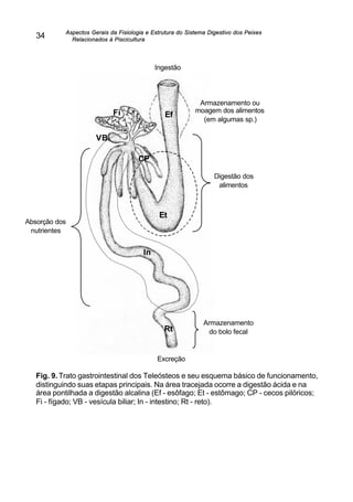 Aspectos Gerais da Fisiologia e Estrutura do Sistema Digestivo dos Peixes
Relacionados à Piscicultura
34
Fig. 9.Trato gastrointestinal dos Teleósteos e seu esquema básico de funcionamento,
distinguindo suas etapas principais. Na área tracejada ocorre a digestão ácida e na
área pontilhada a digestão alcalina (Ef - esôfago; Et - estômago; CP - cecos pilóricos;
Fi - fígado; VB - vesícula biliar; In - intestino; Rt - reto).
Ingestão
Absorção dos
nutrientes
Armazenamento
do bolo fecal
Digestão dos
alimentos
Excreção
Armazenamento ou
moagem dos alimentos
(em algumas sp.)
Ef
Et
Fi
VB
CP
Rt
In
 