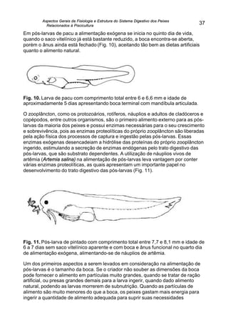 Aspectos Gerais da Fisiologia e Estrutura do Sistema Digestivo dos Peixes
Relacionados à Piscicultura
37
Em pós-larvas de pacu a alimentação exógena se inicia no quinto dia de vida,
quando o saco vitelínico já está bastante reduzido, a boca encontra-se aberta,
porém o ânus ainda está fechado (Fig. 10), aceitando tão bem as dietas artificiais
quanto o alimento natural.
Fig. 10. Larva de pacu com comprimento total entre 6 e 6,6 mm e idade de
aproximadamente 5 dias apresentando boca terminal com mandíbula articulada.
O zooplâncton, como os protozoários, rotíferos, náuplios e adultos de cladóceros e
copépodos, entre outros organismos, são o primeiro alimento externo para as pós-
larvas da maioria dos peixes e possui enzimas necessárias para o seu crescimento
e sobrevivência, pois as enzimas proteolíticas do próprio zooplâncton são liberadas
pela ação física dos processos de captura e ingestão pelas pós-larvas. Essas
enzimas exógenas desencadeiam a hidrólise das proteínas do próprio zooplâncton
ingerido, estimulando a secreção de enzimas endógenas pelo trato digestivo das
pós-larvas, que são substrato dependentes. A utilização de náuplios vivos de
artêmia (Artemia salina) na alimentação de pós-larvas leva vantagem por conter
várias enzimas proteolíticas, as quais apresentam um importante papel no
desenvolvimento do trato digestivo das pós-larvas (Fig. 11).
Fig. 11. Pós-larva de pintado com comprimento total entre 7,7 e 8,1 mm e idade de
6 a 7 dias sem saco vitelínico aparente e com boca e ânus funcional no quarto dia
de alimentação exógena, alimentando-se de náuplios de artêmia.
Um dos primeiros aspectos a serem levados em consideração na alimentação de
pós-larvas é o tamanho da boca. Se o criador não souber as dimensões da boca
pode fornecer o alimento em partículas muito grandes, quando se tratar de ração
artificial, ou presas grandes demais para a larva ingerir, quando dado alimento
natural, podendo as larvas morrerem de subnutrição. Quando as partículas de
alimento são muito menores do que a boca, os peixes gastam mais energia para
ingerir a quantidade de alimento adequada para suprir suas necessidades
 